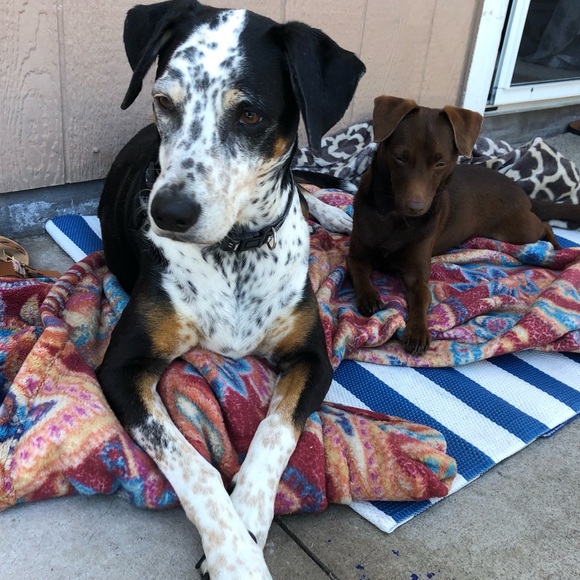 𝑩𝒆𝑯𝒂𝒘𝒂𝒊𝒊 🤙 𝒊𝒔 𝑳𝑰𝑽𝑬 ❤️ 𝑷𝑶𝑺𝑯 𝑺𝑯𝑶𝑾 - BeHawaii is LIVE - Picture 17 of 17